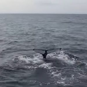 Meet your Posher, Mackenzie